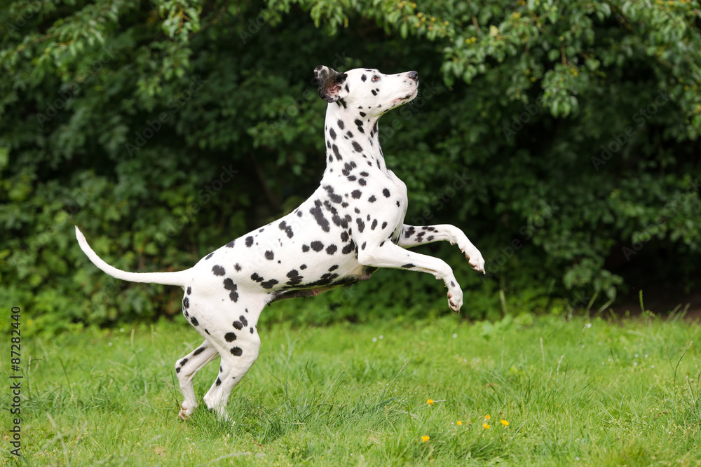 happy dalmatian dog jumping up on grass