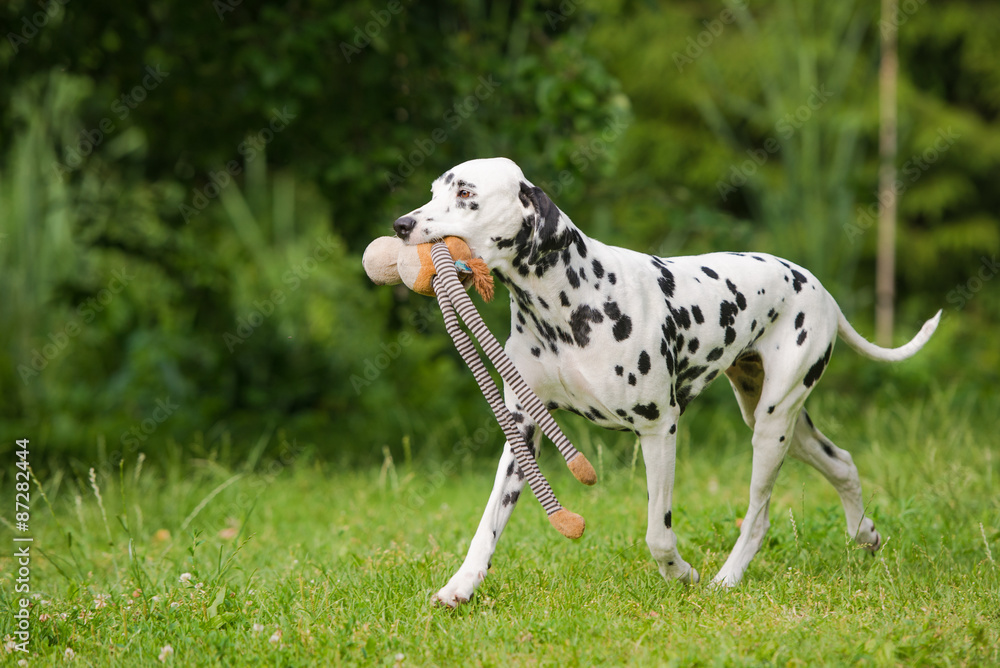 dalmatian dog carrying a toy - obrazy, fototapety, plakaty 