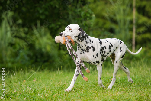 dalmatian dog carrying a toy