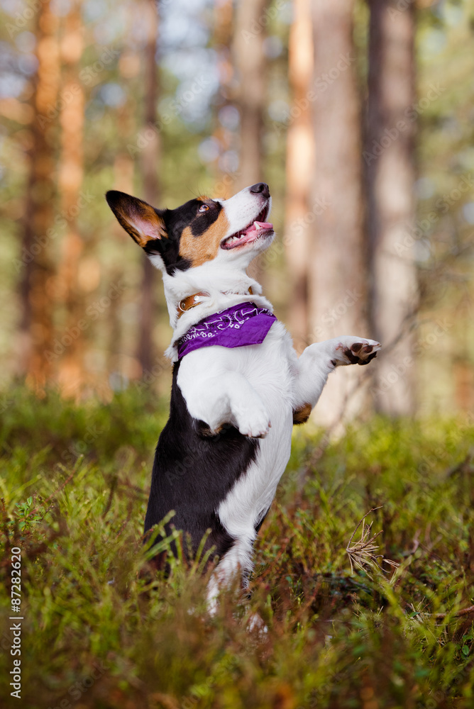 welsh corgi dog begging