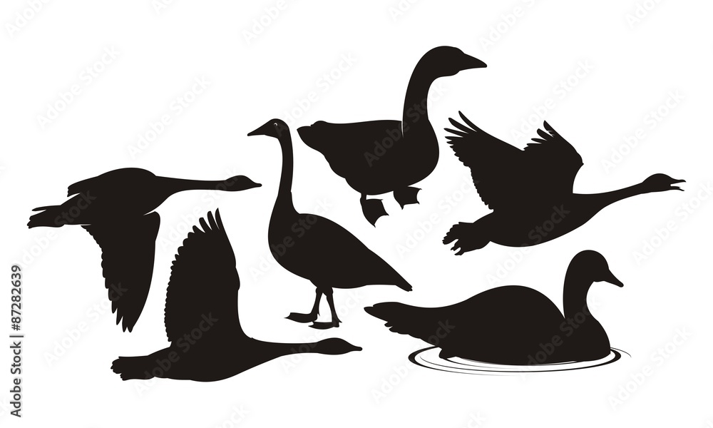 vector silhouette geese on white background vector silhouette geese on white background