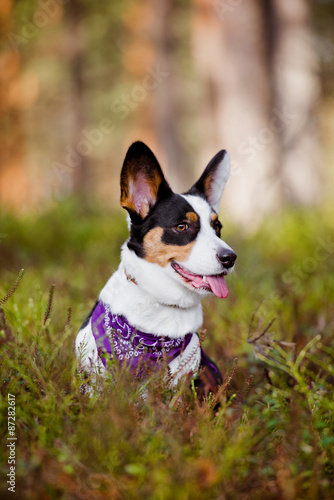 Fototapeta Naklejka Na Ścianę i Meble -  welsh corgi dog sitting outdoors