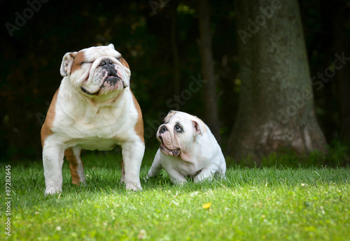 puppy and adult dog playing