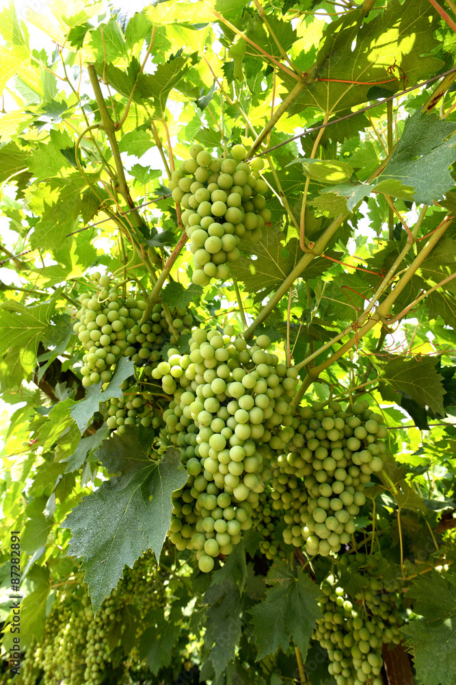 Harvest of ripening white grapes on the vine