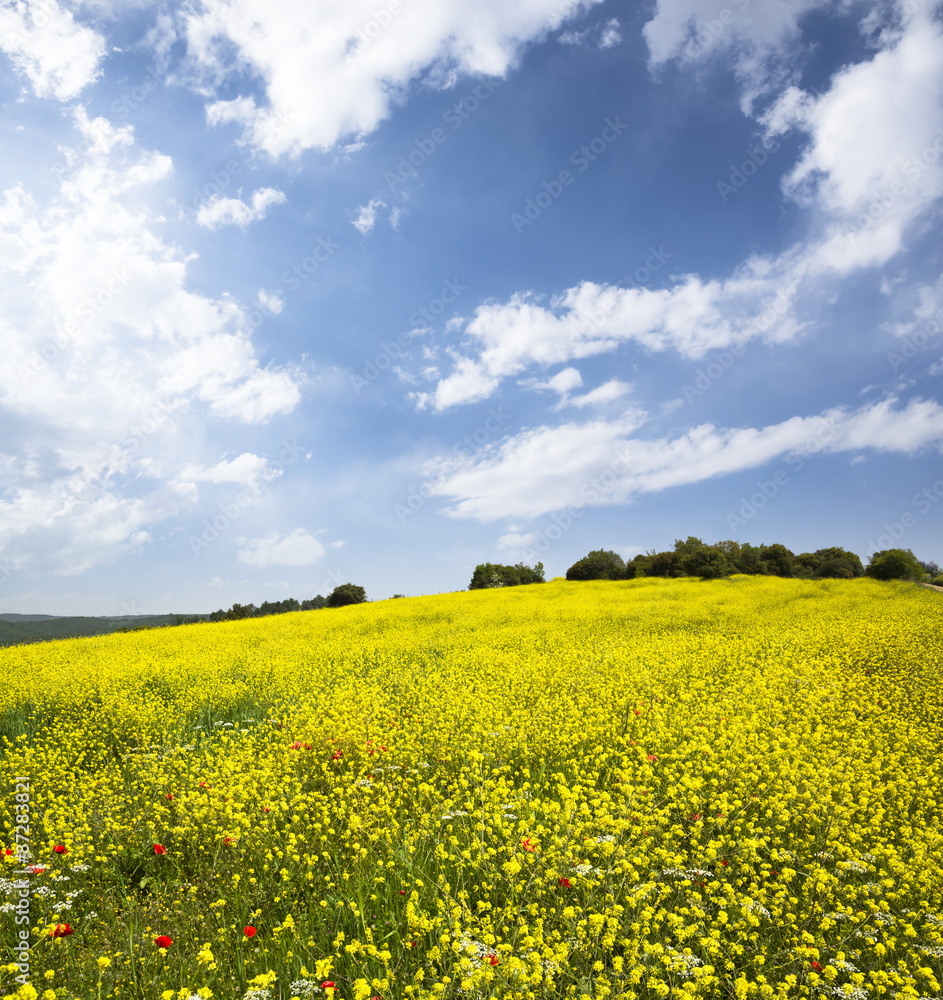 Yellow Field