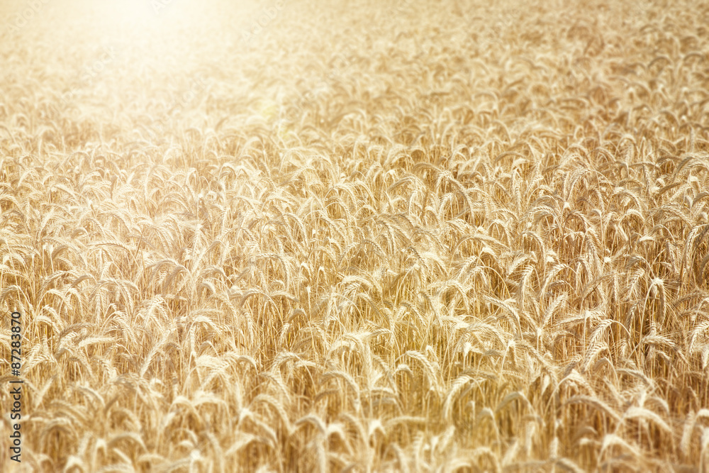wheat field wheat field