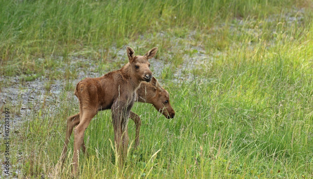 Fototapeta premium 11 Tage alte Elchzwillinge