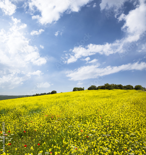 Yellow Field