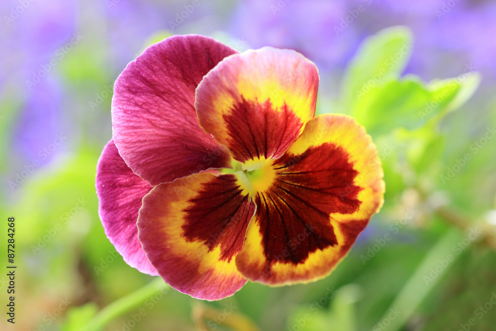 Fototapeta premium A three-color Pansies
