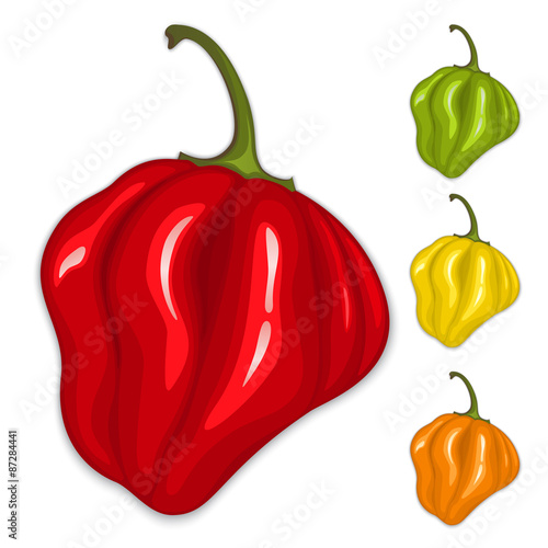Chili habanero peppers. Isolated vector