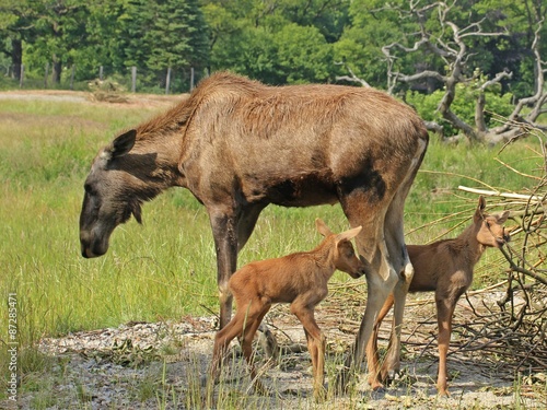 Elchkuh  Alces alces  mit 11 Tage alten Zwillingen    