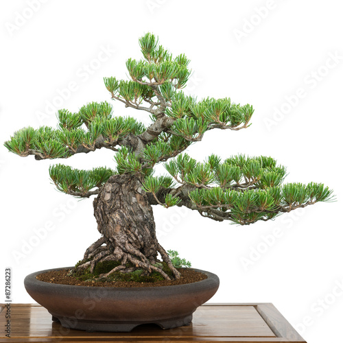 Kiefer als Bonsai Baum