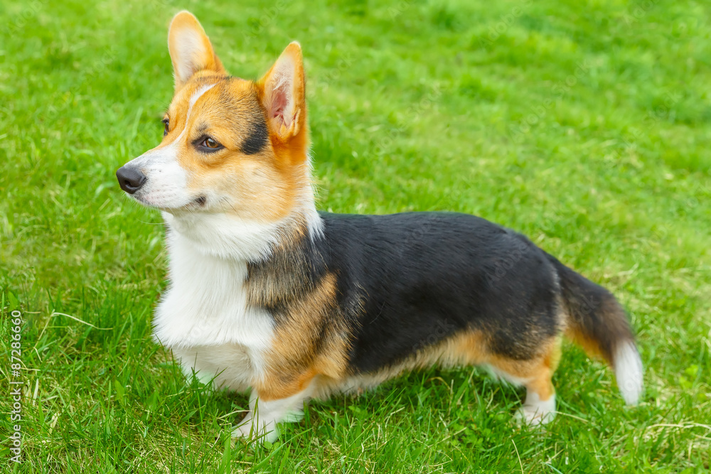 dog Pembroke Welsh corgi smiling dog Pembroke Welsh corgi smiling