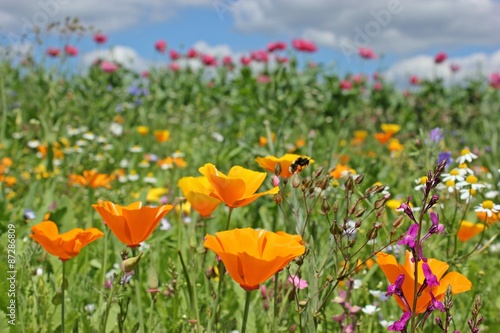 Fototapeta Naklejka Na Ścianę i Meble -  Blühende Saatblumenmischung am Feldrand 
