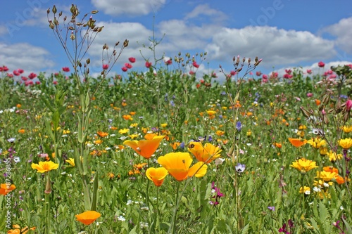Fototapeta Naklejka Na Ścianę i Meble -  Blühende Saatblumenmischung am Feldrand 
