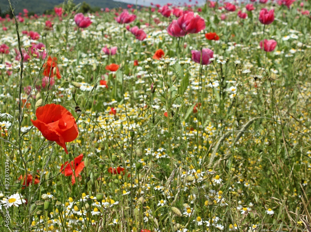 Obraz premium Schlafmohnblüte (Papaver somniferum) mit Klatschmohn in Germerode am Meißner 