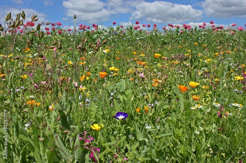 Fototapeta Naklejka Na Ścianę i Meble -  Blühende Saatblumenmischung am Feldrand 
