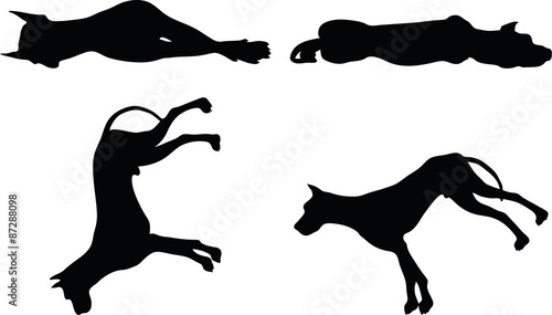 dog silhouette in asleep