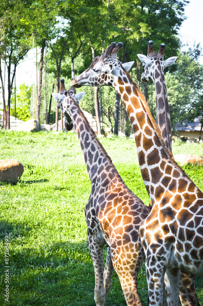 Obraz premium Three Giraffe