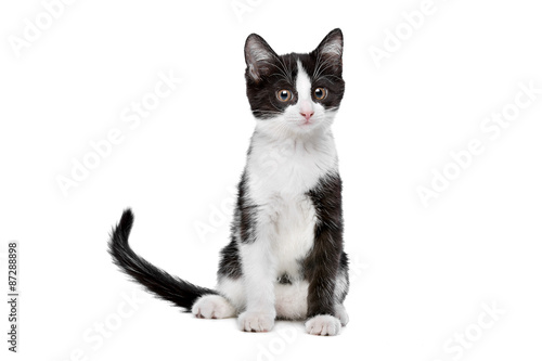 little black and white kitten