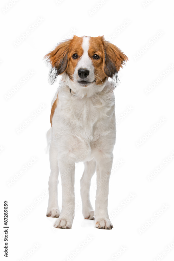 Brown and white Kooiker dog