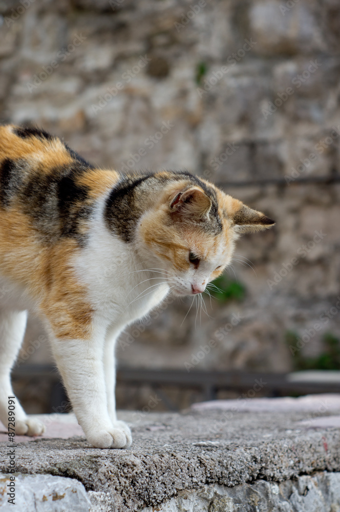 Street cat in old town Street cat in old town