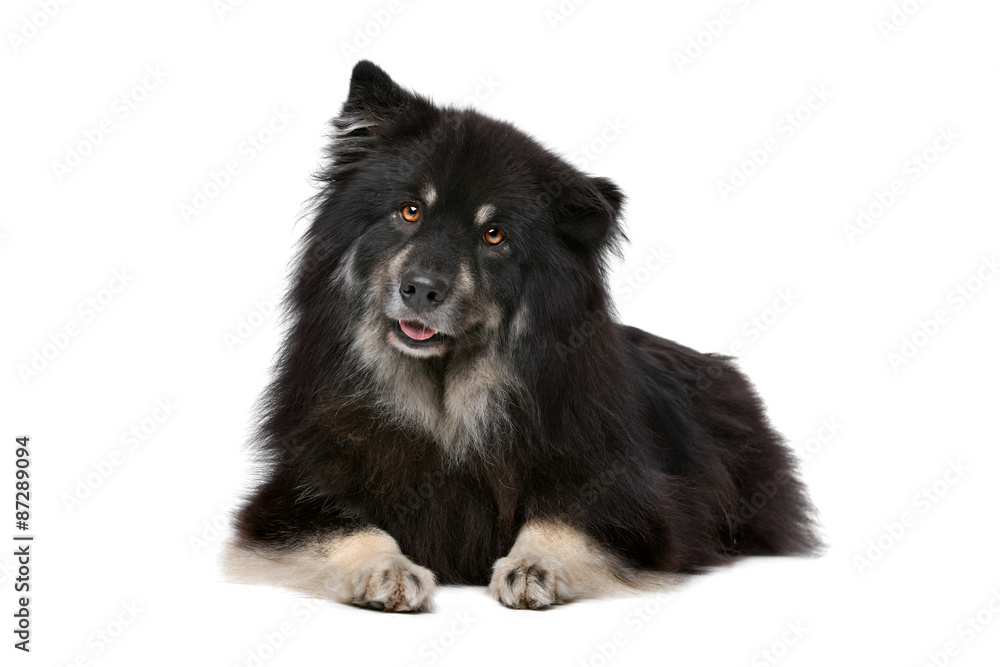 Finnish Lapphund in front of a white background