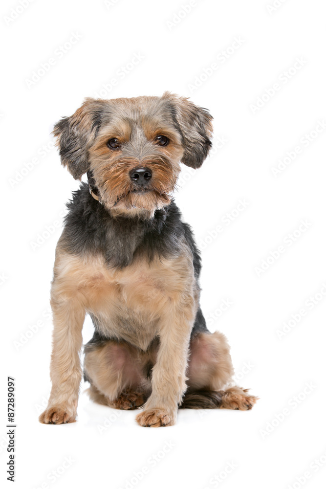 mixed breed Yorkshire Terrier mixed breed Yorkshire Terrier