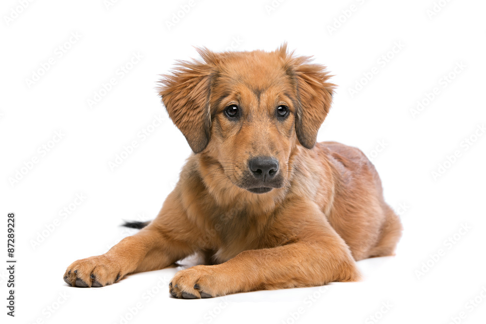 brown mixed breed puppy