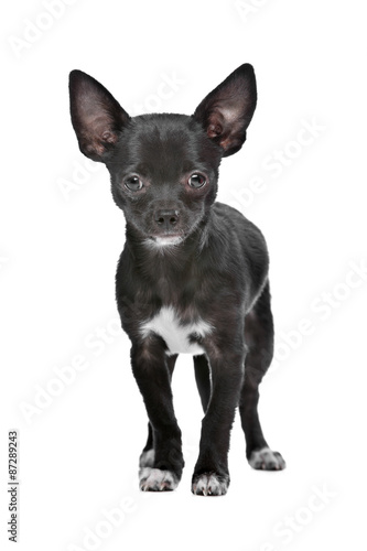 Black and white Chihuahua dog