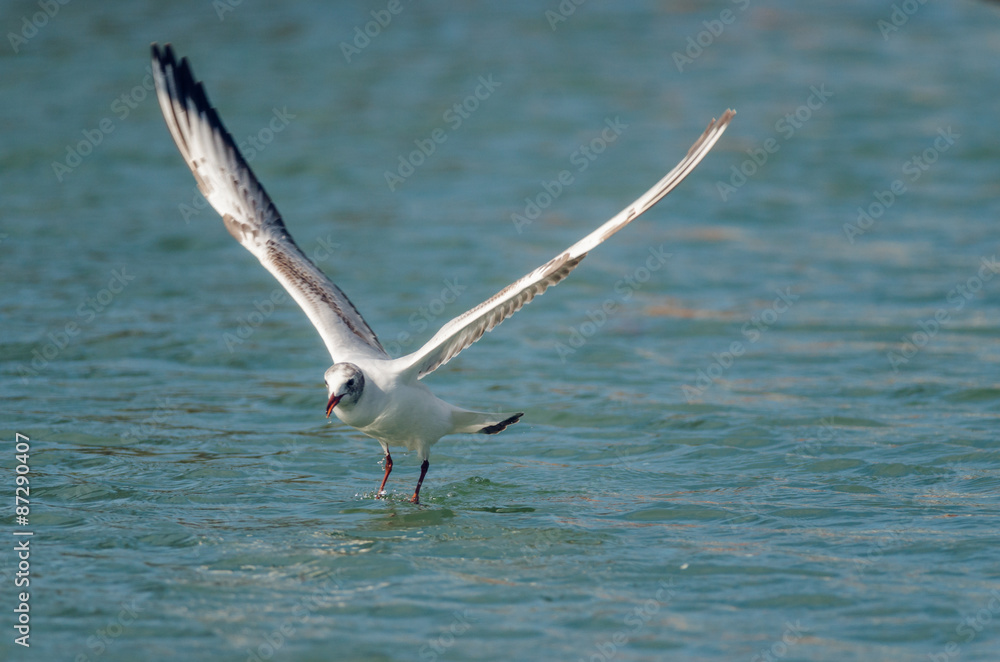 Gull off from water. Front side. Russain nature Gull off from water. Front side. Russain nature