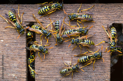 Fotótapéta Wasp colony, wasps gathering near their nest