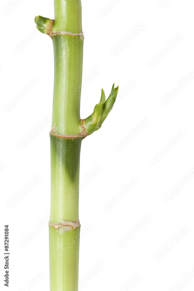 Obraz premium Close-up of Feng Shui bamboo with Clipping path