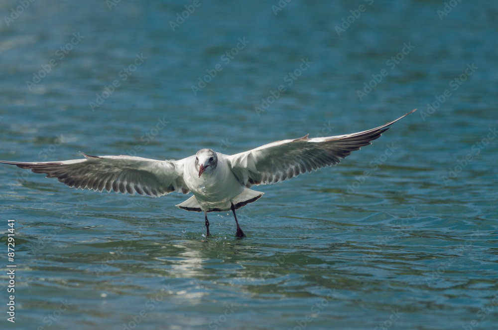 Fototapeta premium Gull flies. Fron side. Russain nature