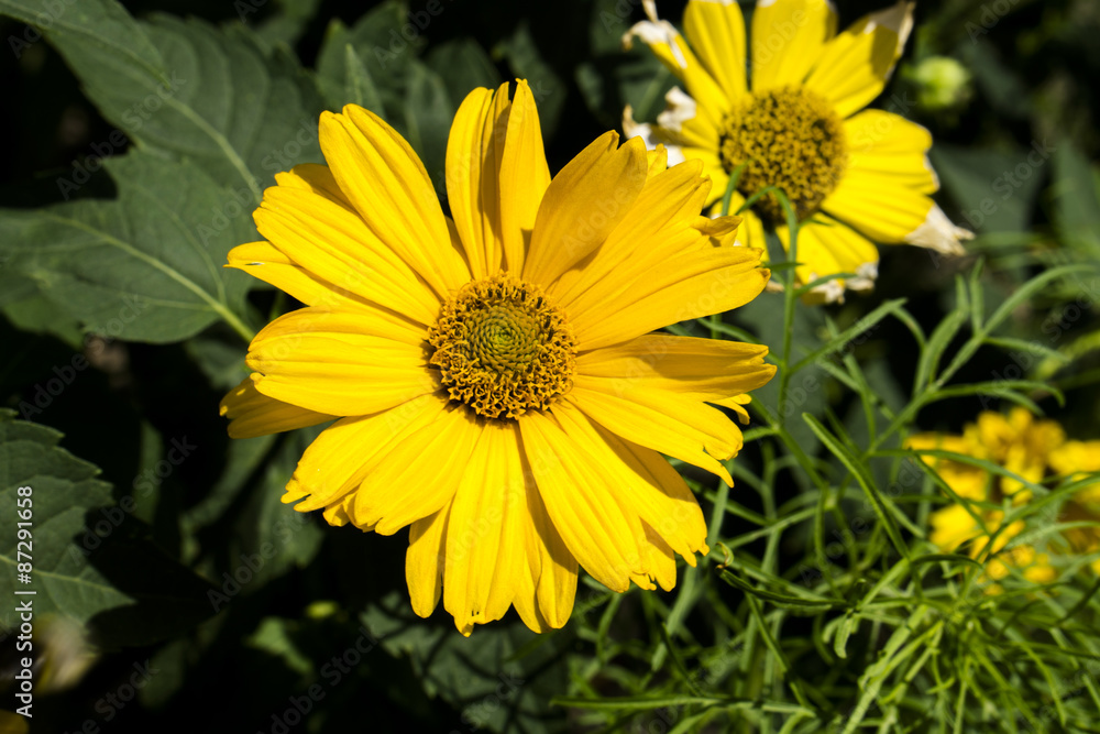 Yellow flowers perennial asters in the garden Yellow flowers perennial asters in the garden