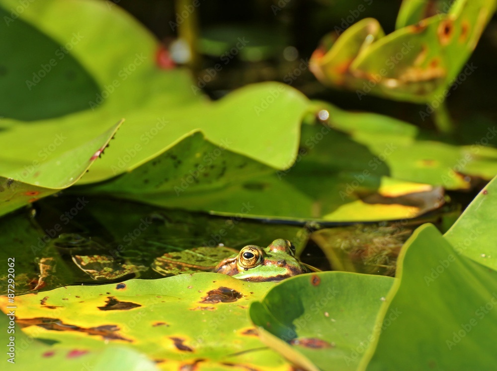 Teichfrosch zwischen Seerosenblättern
Teichfrosch zwischen Seerosenblättern