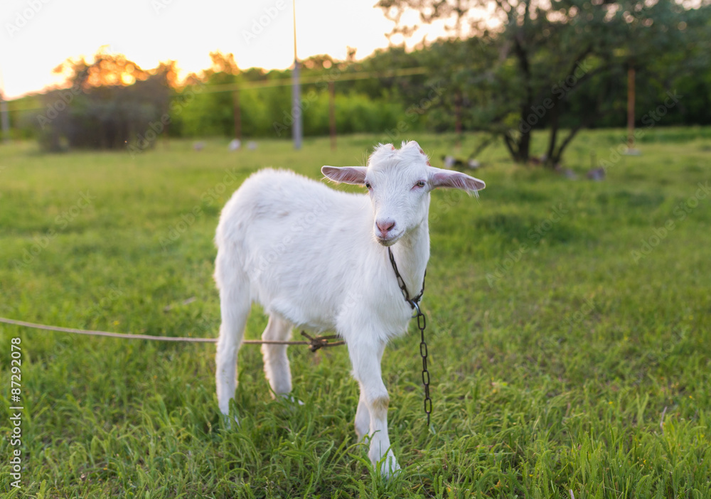 Portrait of goat eating a grass on meadow Portrait of goat eating a grass on meadow