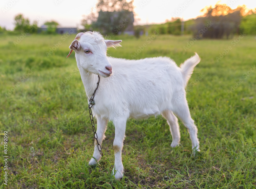 Portrait of goat eating a grass on meadow