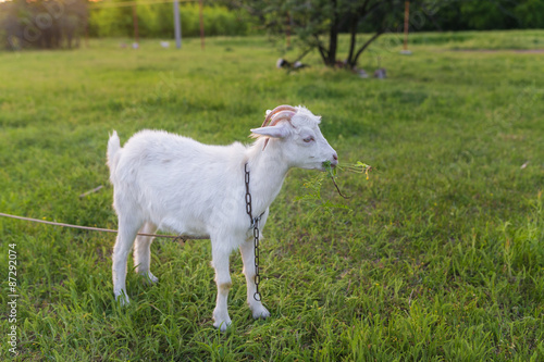 Portrait of goat eating a grass on meadow