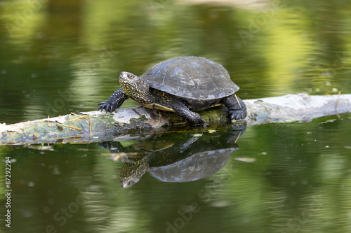 Spiegelung einer Schildkröte im Teich