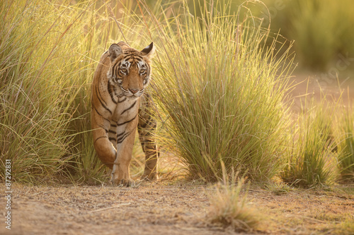 Tiger in Ranthambhore #87292831
