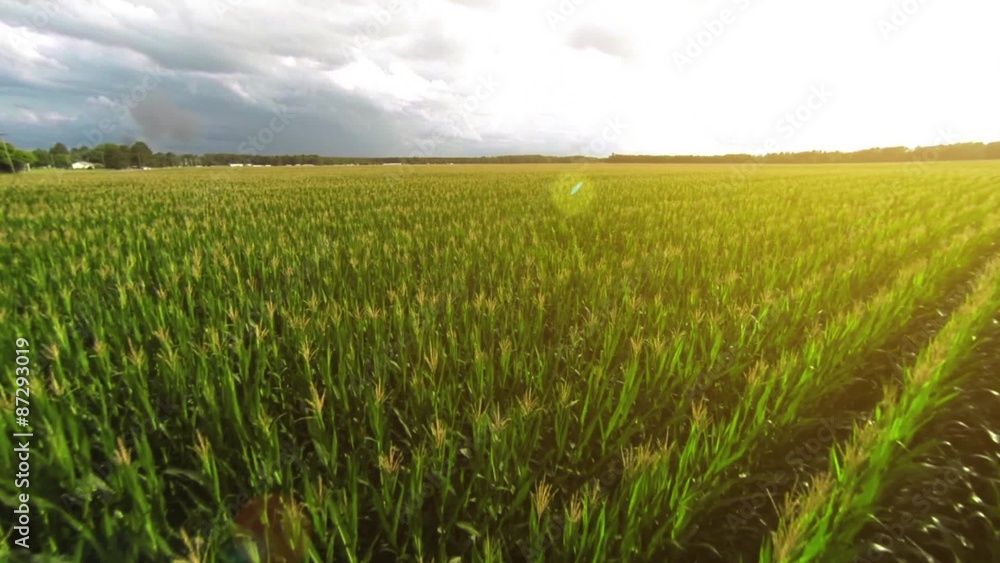 Aerial: Flying over a golden corn field in beautiful farmland with sun illuminating the field. Aerial: Flying over a golden corn field in beautiful farmland with sun illuminating the field.