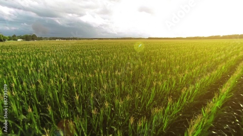 Aerial: Flying over a golden corn field in beautiful farmland with sun illuminating the field. 