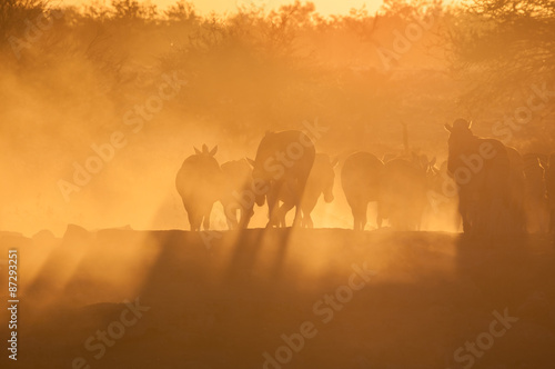 Fototapeta Naklejka Na Ścianę i Meble -  Zebras walking into a dusty sunset