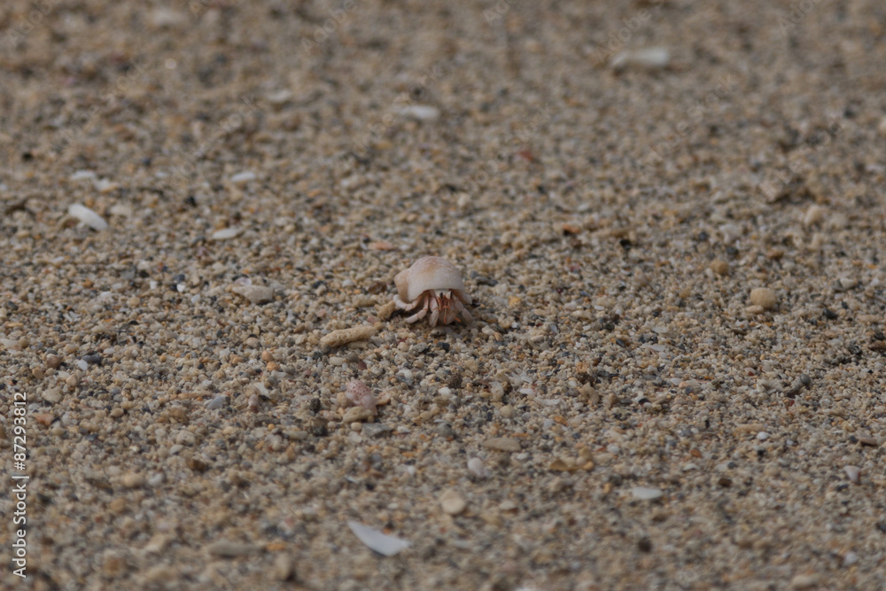 Hermit crab - Stock image