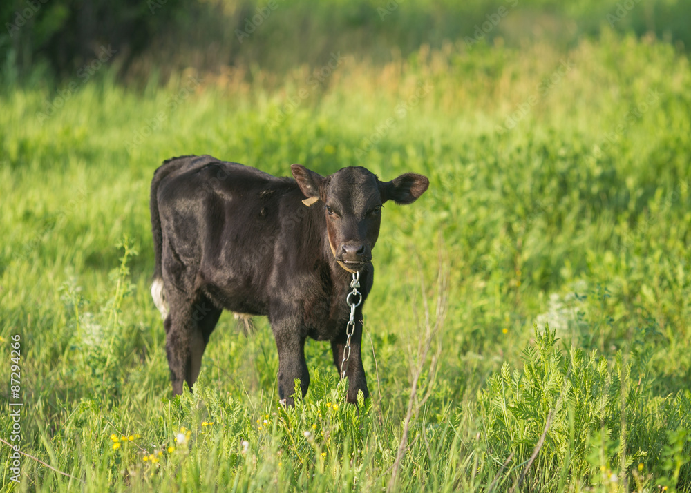 pretty little calf standing alone 