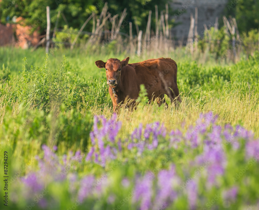 pretty little calf standing alone pretty little calf standing alone