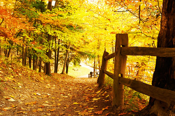 Wandcirkels Herfst Sfeervol herfsttafereel met warme tinten  © haveseen