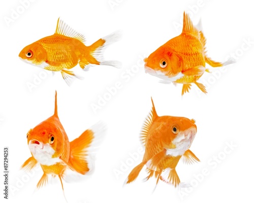 Fish, Goldfish, Gold.