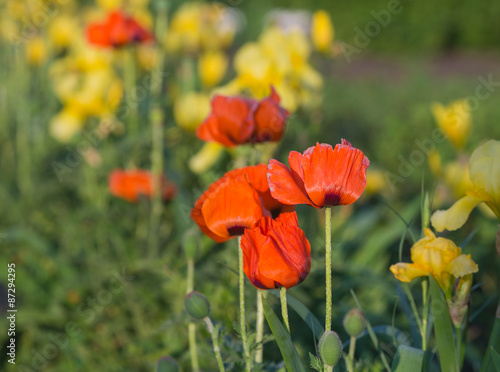 Red poppy